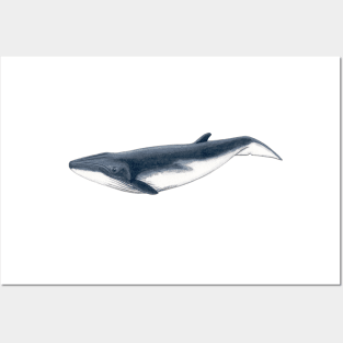 Baby whale Posters and Art